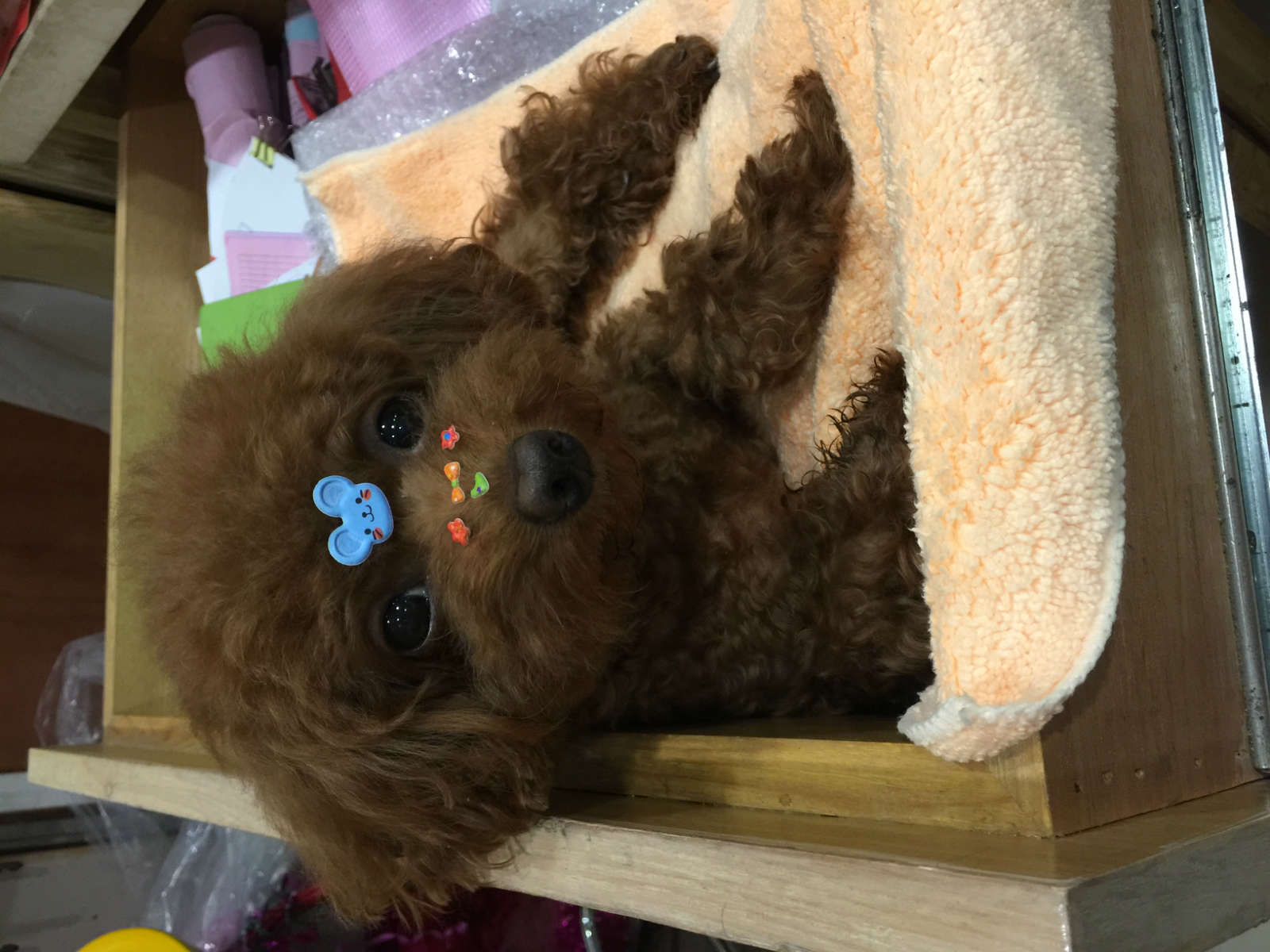 IMG_2639_meitu_1.jpg